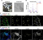 E-cadherin Antibody in Immunocytochemistry (ICC/IF)