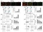 SIRT3 Antibody in Western Blot (WB)