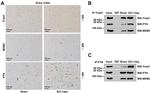 Pleiotrophin Antibody in Immunohistochemistry (IHC)