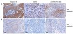 Caspase 8 Antibody in Immunohistochemistry (IHC)