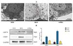 CHOP Antibody in Western Blot (WB)