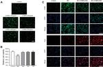 CD86 Antibody in Immunocytochemistry (ICC/IF)