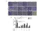 CCL2 (MCP-1) Antibody in Flow Cytometry (Flow)