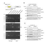 NR0B1 Antibody in Western Blot (WB)