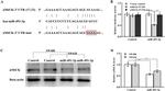 CKMT1B Antibody in Western Blot (WB)