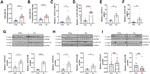 ALOX15B Antibody in Western Blot (WB)