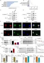 ARHGEF3 Antibody in Western Blot (WB)