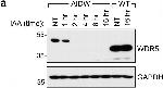 Rabbit IgG (H+L) Secondary Antibody in Western Blot (WB)