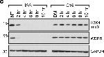 Rabbit IgG (H+L) Secondary Antibody in Western Blot (WB)