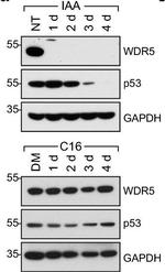 Rabbit IgG (H+L) Secondary Antibody in Western Blot (WB)