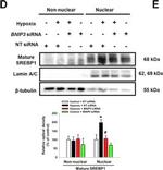 Mouse IgG (H+L) Secondary Antibody in Western Blot (WB)