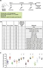 Mouse IgG (H+L) Secondary Antibody in ELISA (ELISA)