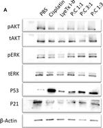 Mouse IgG (H+L) Secondary Antibody in Western Blot (WB)