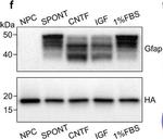 Mouse IgG (H+L) Secondary Antibody in Western Blot, Immunohistochemistry (WB, IHC)