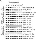 Rabbit IgG (H+L) Secondary Antibody in Western Blot (WB)