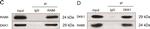 Rabbit IgG (H+L) Secondary Antibody in Western Blot (WB)