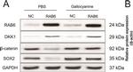 Rabbit IgG (H+L) Secondary Antibody in Western Blot (WB)