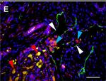 Mouse IgG (H+L) Cross-Adsorbed Secondary Antibody in Immunohistochemistry (Paraffin) (IHC (P))