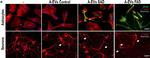 Mouse IgG (H+L) Cross-Adsorbed Secondary Antibody in Immunocytochemistry (ICC/IF)