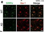 Rabbit IgG (H+L) Highly Cross-Adsorbed Secondary Antibody in Immunohistochemistry (PFA fixed) (IHC (PFA))