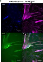 Mouse IgG (H+L) Cross-Adsorbed Secondary Antibody in Immunocytochemistry (ICC/IF)