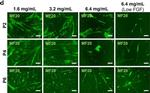 Mouse IgG (H+L) Cross-Adsorbed Secondary Antibody in Immunocytochemistry (ICC/IF)