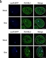 Mouse IgG (H+L) Cross-Adsorbed Secondary Antibody in Immunocytochemistry (ICC/IF)