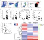 CD11b Antibody in Flow Cytometry (Flow)