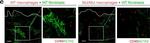 Mouse IgG (H+L) Cross-Adsorbed Secondary Antibody in Immunocytochemistry (ICC/IF)