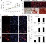 CD140a (PDGFRA) Antibody in Immunocytochemistry, Immunohistochemistry (ICC/IF, IHC)