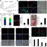 CD140a (PDGFRA) Antibody in Immunocytochemistry (ICC/IF)