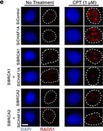 Rabbit IgG (H+L) Highly Cross-Adsorbed Secondary Antibody in Immunocytochemistry (ICC/IF)