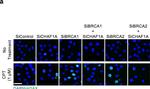 Rabbit IgG (H+L) Cross-Adsorbed Secondary Antibody in Immunocytochemistry (ICC/IF)