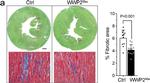 Rabbit IgG (H+L) Cross-Adsorbed Secondary Antibody in Immunohistochemistry (IHC)