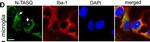 Mouse IgG (H+L) Cross-Adsorbed Secondary Antibody in Immunocytochemistry (ICC/IF)