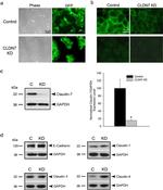 Claudin 4 Antibody in Western Blot (WB)