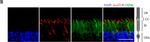 Rabbit IgG (H+L) Cross-Adsorbed Secondary Antibody in Immunohistochemistry (IHC)