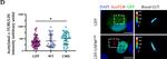 Rabbit IgG (H+L) Cross-Adsorbed Secondary Antibody in Immunocytochemistry (ICC/IF)