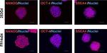 Mouse IgG (H+L) Cross-Adsorbed Secondary Antibody in Immunocytochemistry (ICC/IF)