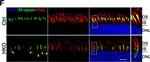 Rabbit IgG (H+L) Cross-Adsorbed Secondary Antibody in Immunocytochemistry (ICC/IF)