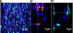 Rabbit IgG (H+L) Highly Cross-Adsorbed Secondary Antibody in Not Applicable (N/A)