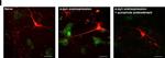 Mouse IgG1 Cross-Adsorbed Secondary Antibody in Immunocytochemistry (ICC/IF)