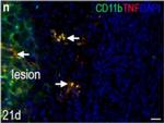 Rat IgG (H+L) Cross-Adsorbed Secondary Antibody in Immunohistochemistry (IHC)