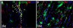 Rat IgG (H+L) Cross-Adsorbed Secondary Antibody in Immunohistochemistry (IHC)