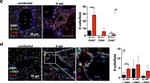 Rat IgG (H+L) Cross-Adsorbed Secondary Antibody in Immunohistochemistry (Frozen) (IHC (F))