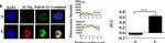 Mouse IgG (H+L) Highly Cross-Adsorbed Secondary Antibody in Immunocytochemistry (ICC/IF)