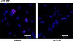 Mouse IgG (H+L) Cross-Adsorbed Secondary Antibody in Immunocytochemistry (ICC/IF)