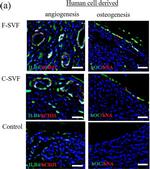 Mouse IgG (H+L) Cross-Adsorbed Secondary Antibody in Immunocytochemistry (ICC/IF)