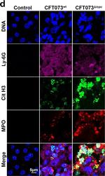 Rabbit IgG (H+L) Cross-Adsorbed Secondary Antibody in Immunocytochemistry (ICC/IF)