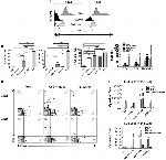 TNF alpha Antibody in Flow Cytometry (Flow)